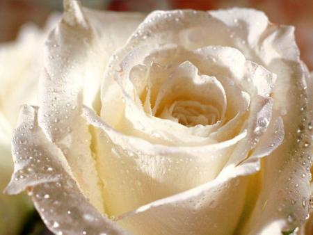 fiore bianco